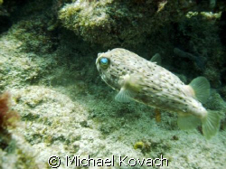 Puffer fish on inside reef at Lauderdale by the Sea.  Tak... by Michael Kovach 